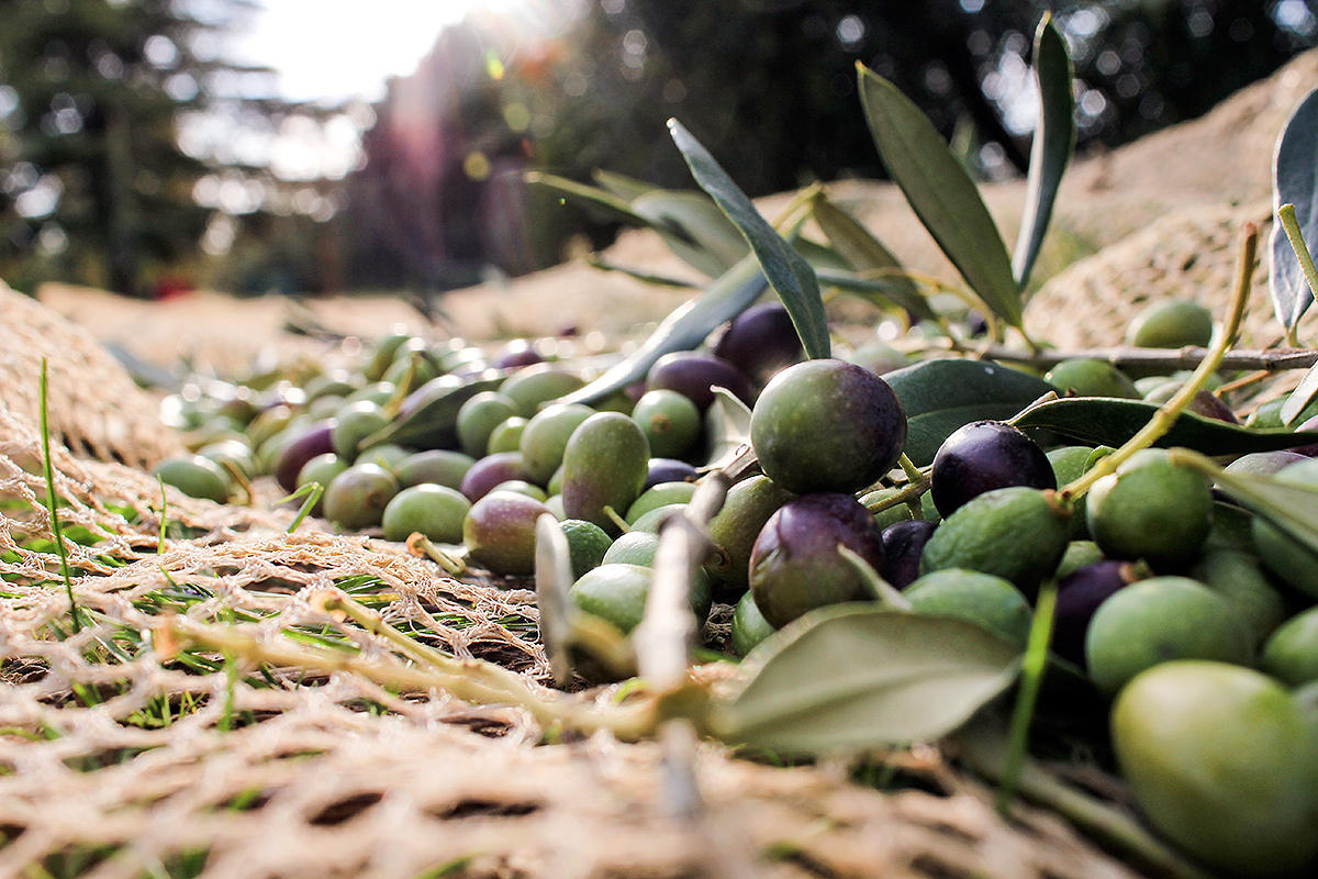 attività imprenditore agricolo